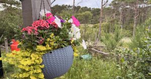 I never thought I'd say this but my hanging basket is my pride and joy
