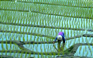 Hormuz shock tells us to strengthen agricultural systems