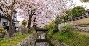Zen and the Art of Psychedelic Psychotherapy