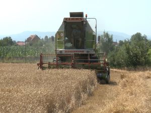 Otkup počeo, cijena još nepoznata: Žetva pšenice u Semberiji otvara staro pitanje – ko ovdje zarađuje?
