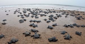 The Magnetic Memory That Brings Olive Ridley Turtles Back To Odisha's Coast After 20 Years