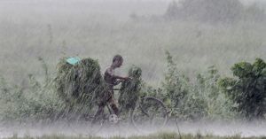 Before Weather Apps, India Relied On Animal Behaviour & Tribal Knowledge To Predict Rains