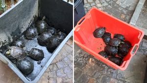 Caldo record a Trieste, portati al sicuro 45 tartarughe e 15 pesci da Villa Revoltella