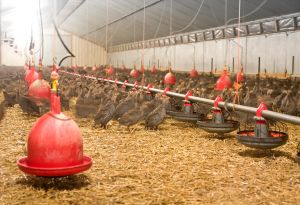 Loi d’urgence agricole : le Sénat va-t-il faciliter l’installation des élevages intensifs et des méga-bassines ?