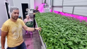 Albahaca, fuera insectos y gases