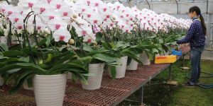 Orchids, beer and toy trucks: Japan Inc. must rethink shareholder gifts