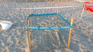 Caretta-caretta al 