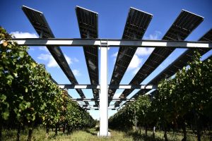 Pearce: ‘Agrivoltaics’ can power AI data centres, increase food production