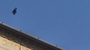 Basilica del Santo, i frati denunciati per le reti anti uccelli