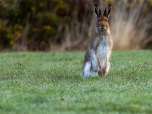 Live hares used as bait for muscular 35kg dogs is a depressingly Irish bedtime story