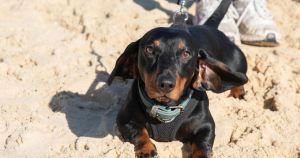 Thousands of sausage dogs to gather at new seaside town festival