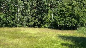 I år möts vi av högt och vildvuxet gräs