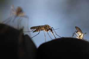 Labos: The mosquitoes are coming. Here’s how to bite back