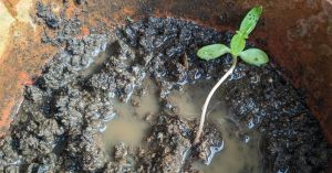 How to Save Your Plants From Waterlogging During Heavy Rains