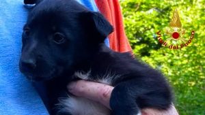 Alpago, due cagnolini abbandonati salvati dai vigili del fuoco