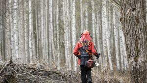 Metsänhoito | Sahoihin en ainakaan koske, ajattelin, ja sitten olinkin jo raivurin varressa