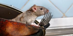 The joy of pests: study reveals why rat catchers are so happy in their work