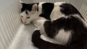 Zwei Katzen in Not, kurioser Unfall, Einbruch – fünf Fälle beschäftigen die Polizei