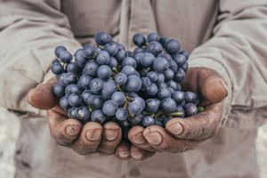 The renaissance of the Criolla grape family