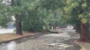 Maltempo nel Padovano, alberi caduti e grandine