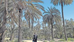 La Unesco saca tarjeta amarilla por el Palmeral, esperemos no llegue a roja