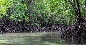 These Native Plants Could Be India's Best Defence Against Monsoon Disasters