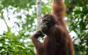 Does stopping native forest logging in Australia really kill orangutans?