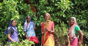 After a Cyclone Killed 10000, Odisha's Women Planted 45000 Mangroves to Fight Back