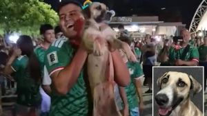 Missing dog found in FIFA World Cup celebration: Mexico family reunites with pet after viral livestream spot