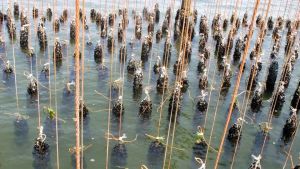 Mucillagini in mare, novellame delle vongole a rischio: le conseguenze del caldo sull’Adriatico