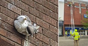Seagull stuck on side of Boots sparks ladder rescue mission