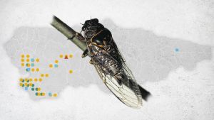 La cigarra también canta en asturiano, pese al frío y la humedad: los científicos descubren cuatro grupos del insecto e incluso una nueva única en el mundo