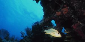 Hey Trump, Our Ocean Isn't for Sale