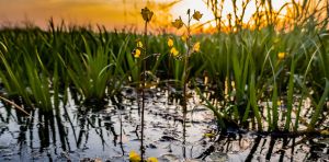 Seaweeds are not plants – and six other surprising facts about aquatic flora