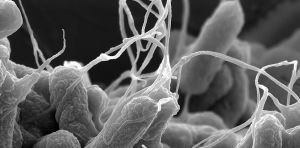 How generative AI and physics can help design new antibiotics