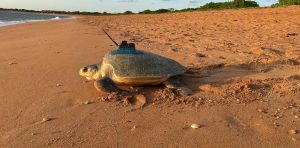 Sea turtles diving through the eye of the storm help develop better cyclone forecasts