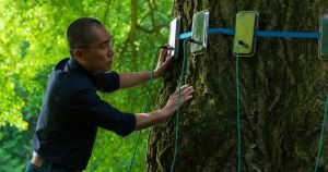 What if the trees are watching us? A film to change how you think about plants