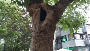 Viale Trento, Aspes in campo: 