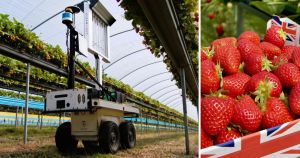 Wimbledon serves up the strawberries - but can robots really tell if they're ripe?