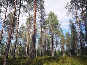 Lukijan mielipide: Mennään konkretiaan