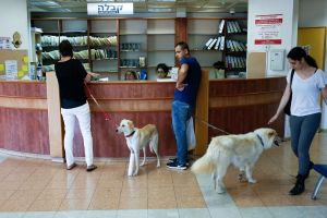Superbugs threaten vision in animals – and can jump to humans, Israeli researchers warn
