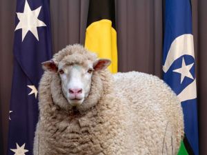 Time to stop being sheepish – stick up for Australia