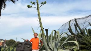 Al Natura Park lo spettacolo dell’agave, la pianta che fiorisce ogni trent’anni
