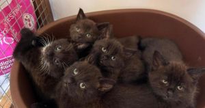 Adorable kittens in need of loving homes after mother gave birth at rescue centre