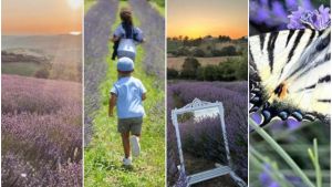 Sfumature viola, i paradisi della lavanda dove fare aperitivi e pic-nic: lo spettacolo da scoprire nelle Marche