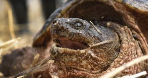 Why did the turtle cross the road?