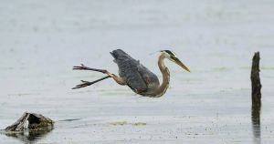 ‘Ninja Heron’ never fails to impress