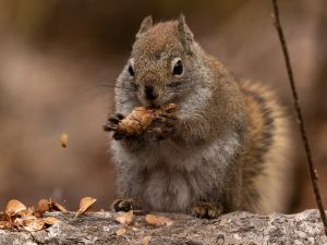 COMMENTARY: Ember's prayer: How a tiny red squirrel made me feel the heat we keep ignoring