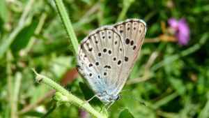 Santuario delle farfalle a Colli Verdi: un festival per salvare la biodiversità