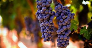 Sabor de promessa